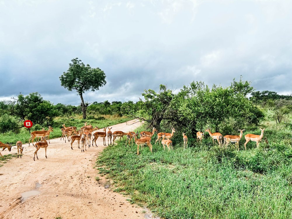 a herd of impala
