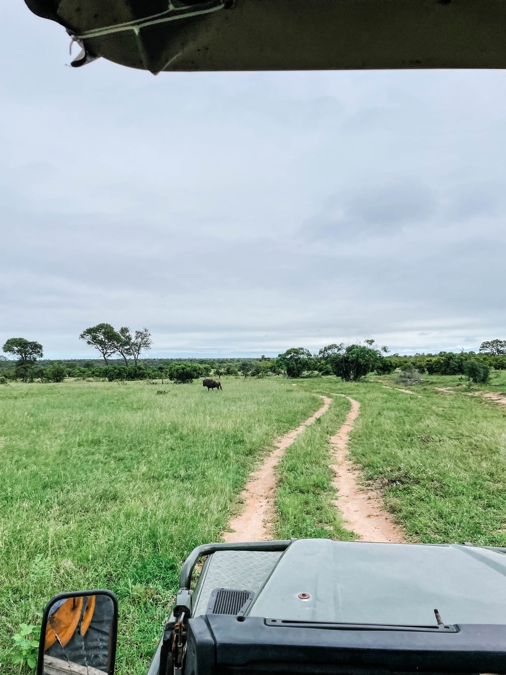 front row views in the safari vehicle