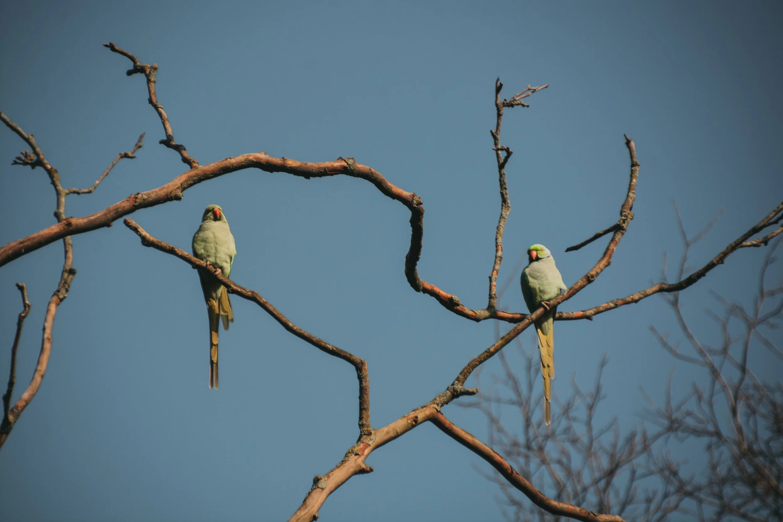 DSC_4076.JPG