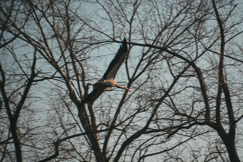 DSC_4110.JPG