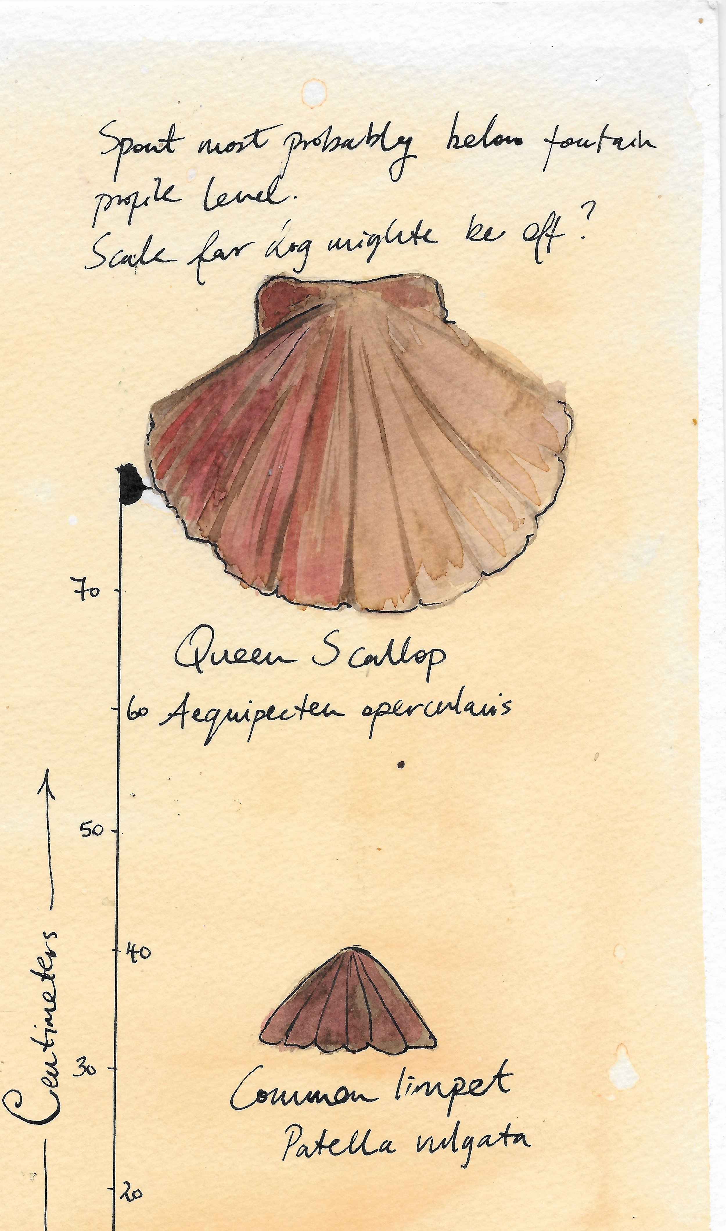 Queen Scallop Study Print