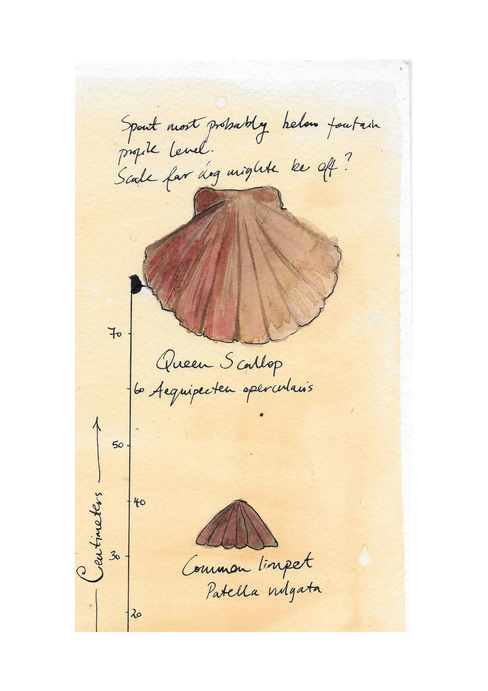 Shell Study CD on background.jpg
