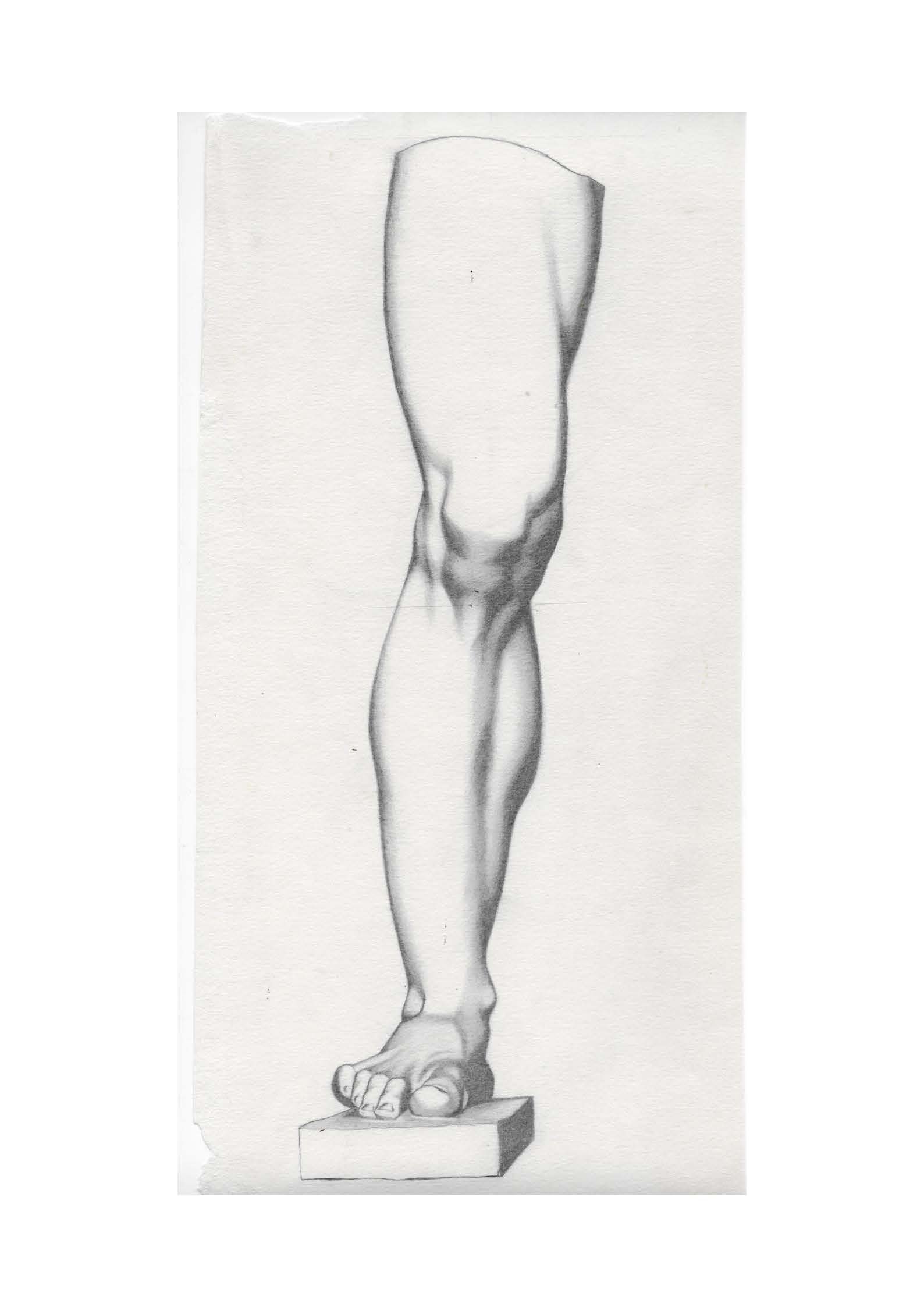 Florentine Leg Study