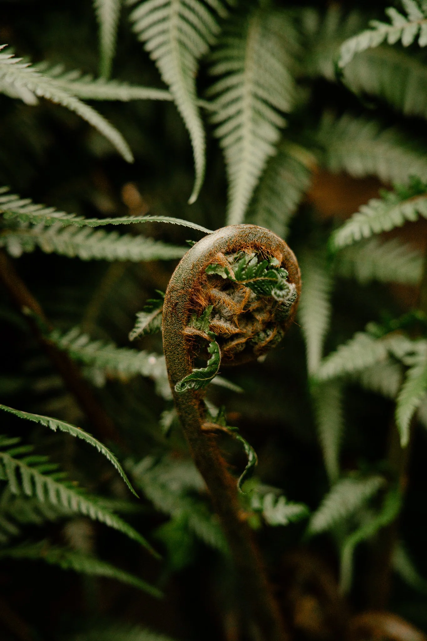 _DSC5105.jpg