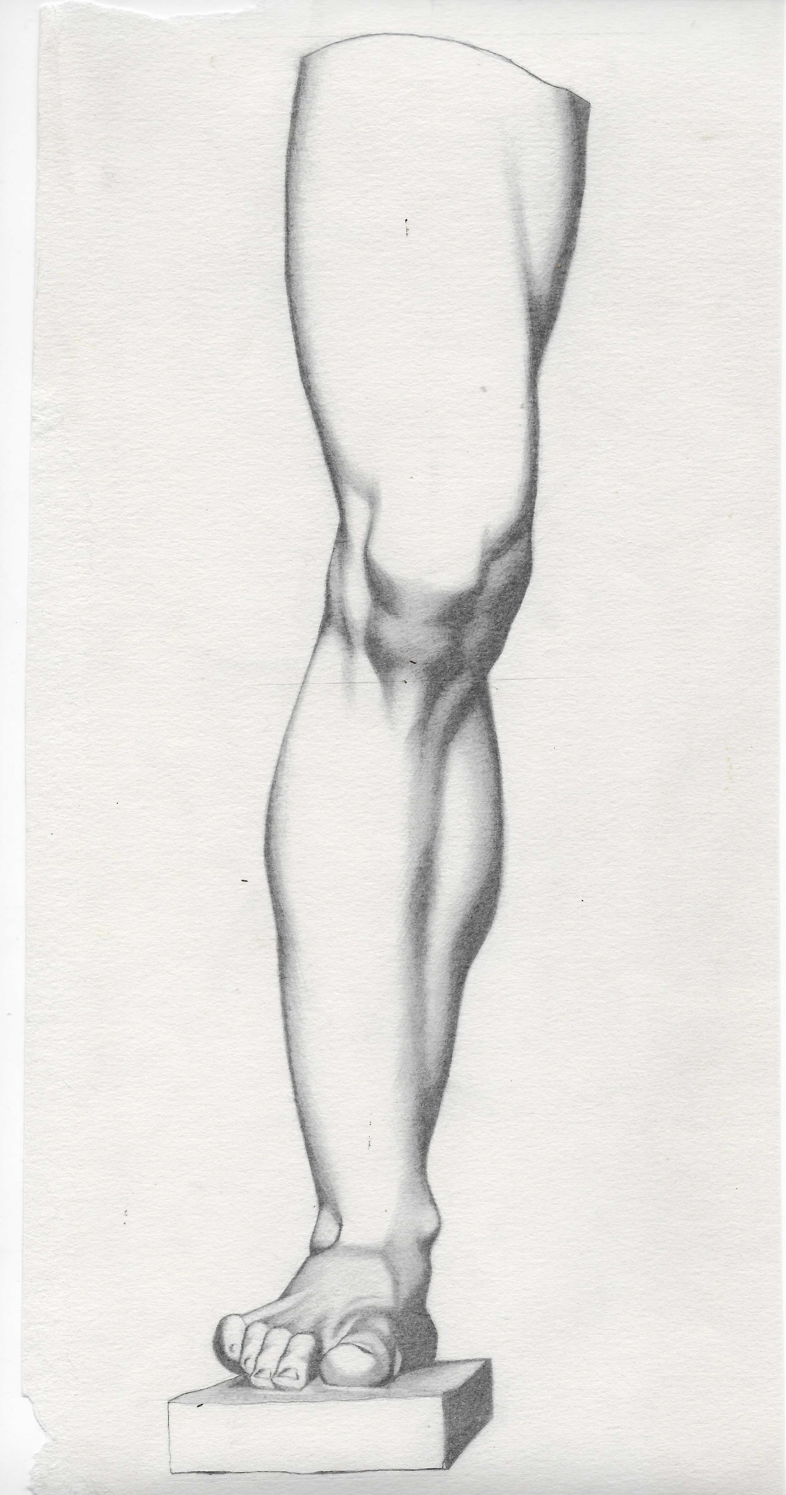 Florentine Leg Study
