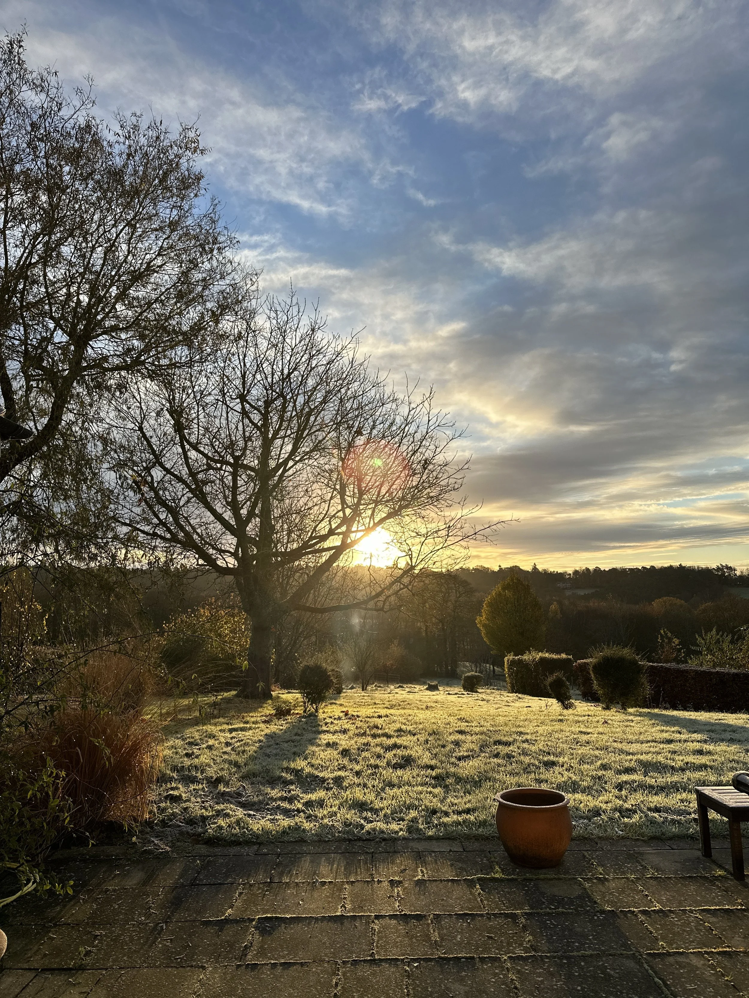 Sunrise over a backyard with leafless trees, bushes, and a grassy area, seen from a paved patio with a large terracotta pot and a small bench.