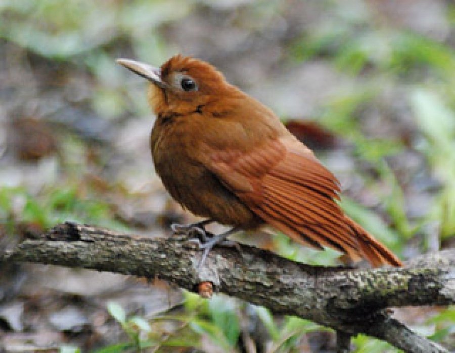 Bird-Watching-Tours-among-Ancient-Cities-of-the-Maya.jpg