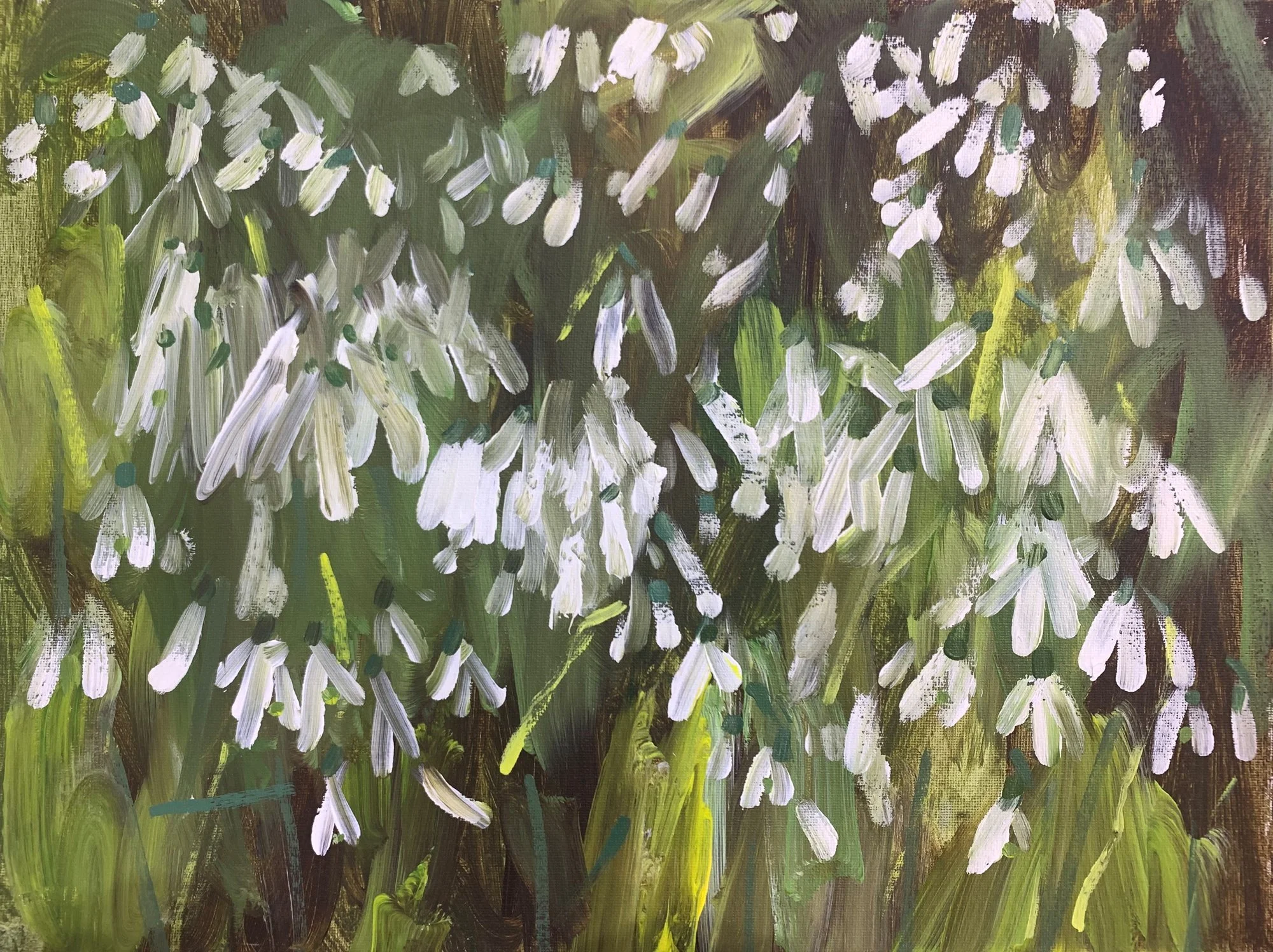 Snowdrops Emerge