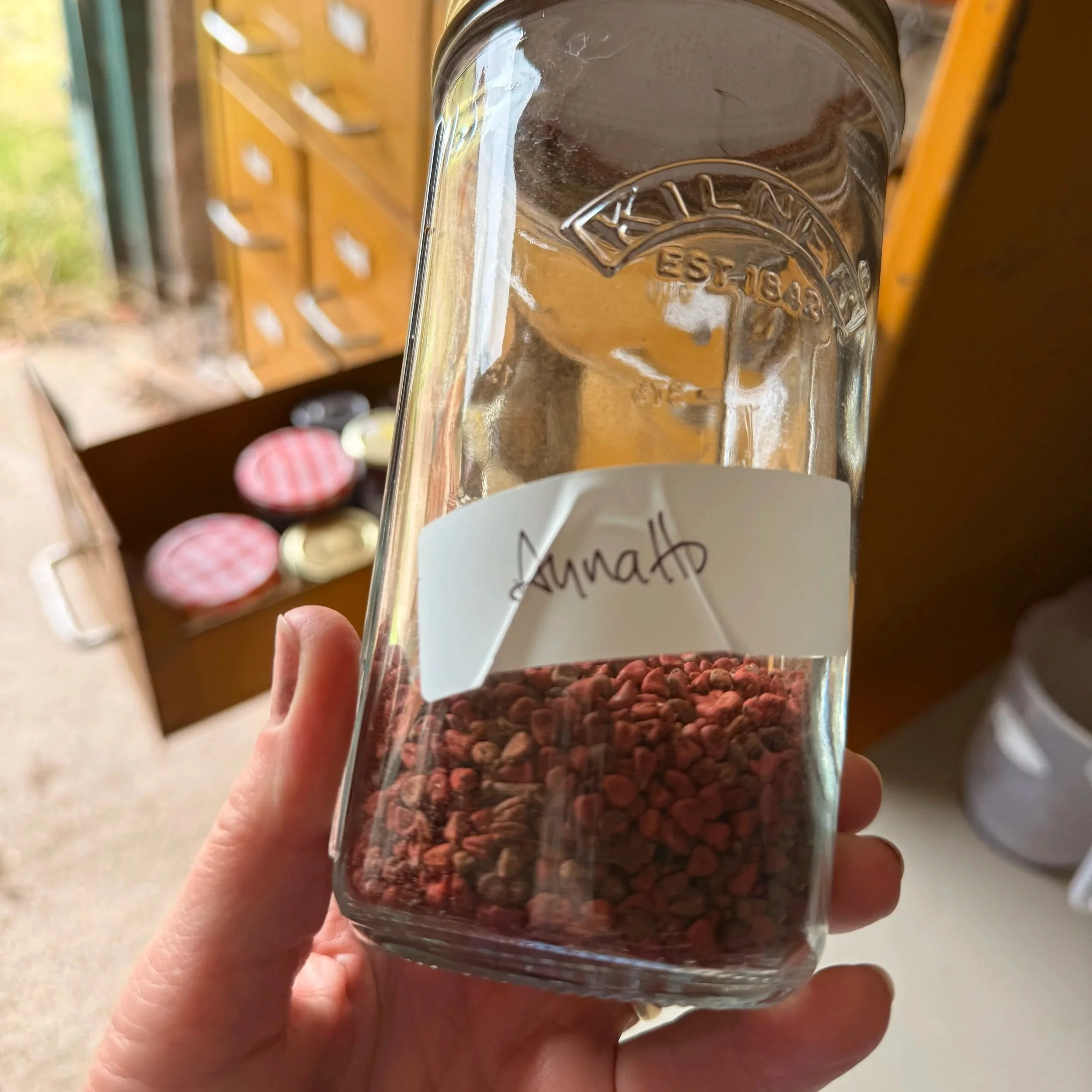 Dried Annatto seeds in a jar to be ground for the production of orange natural pigments