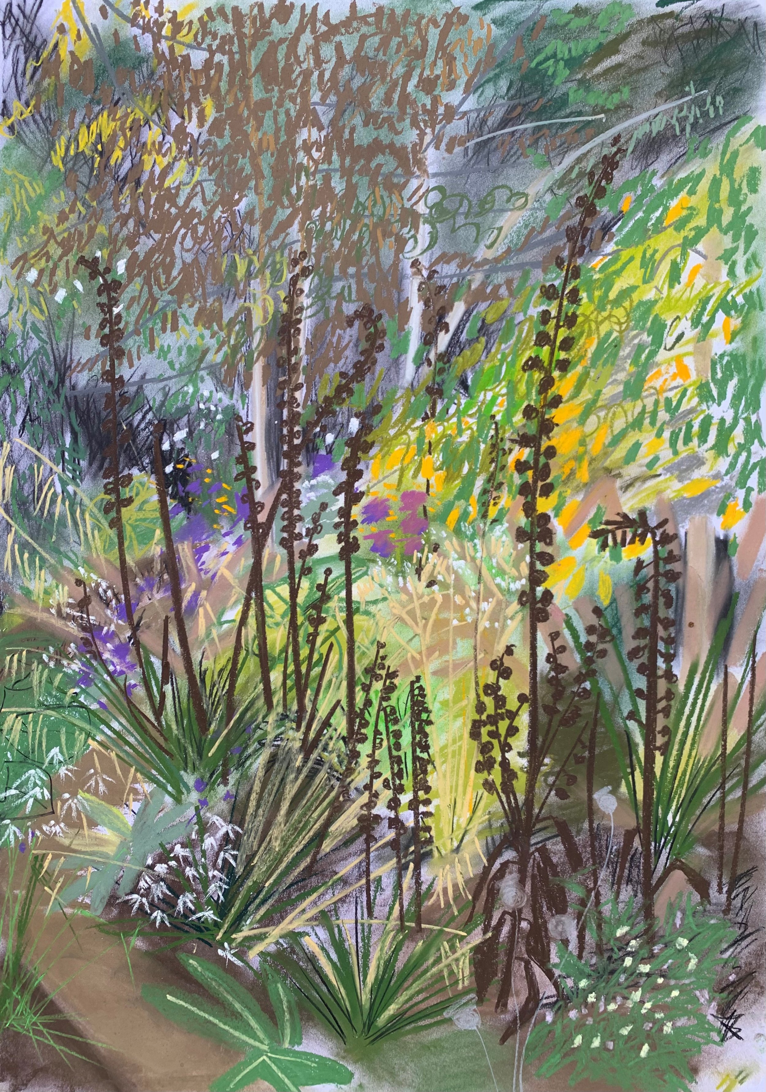 Foxgloves September.jpg