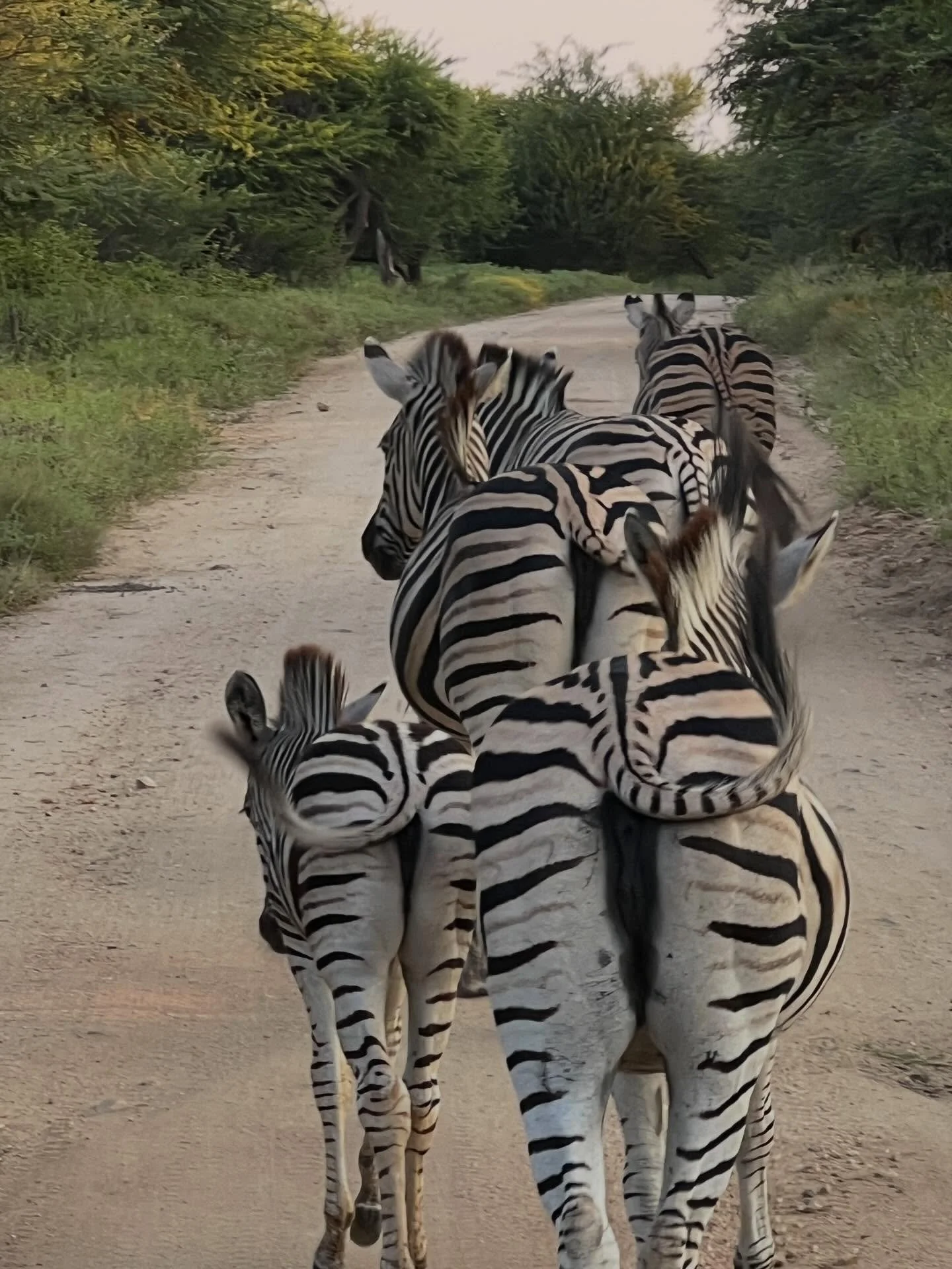 Stop 2 brought us to Kapama Private Game Reserve and I honestly don&rsquo;t have the words! Karula Lodge was the most beautiful base for what turned out to be the most insane few days. Lions, buffalo, rhino, zebra, giraffe, hippos, a leopard AND enda