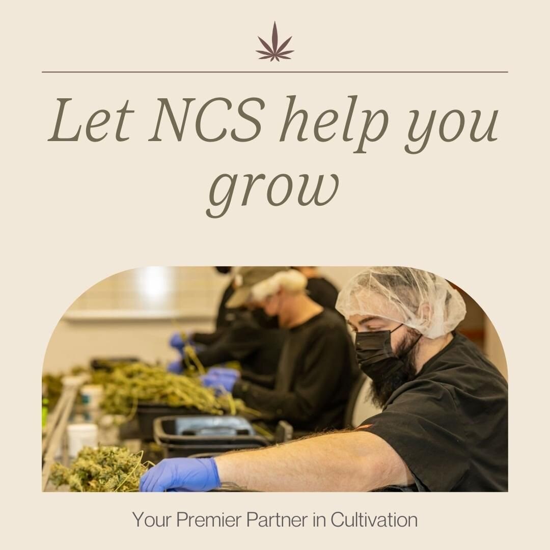 What can NCS do for you? Probably more than you think!
#partnerwithNCS #trimteam #toptrimteam #michigan #cultivation #handtrim #defol #harvest #package #trim #broker