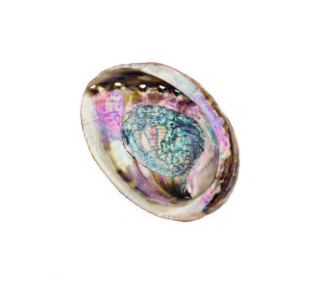 abalone shell.jpg