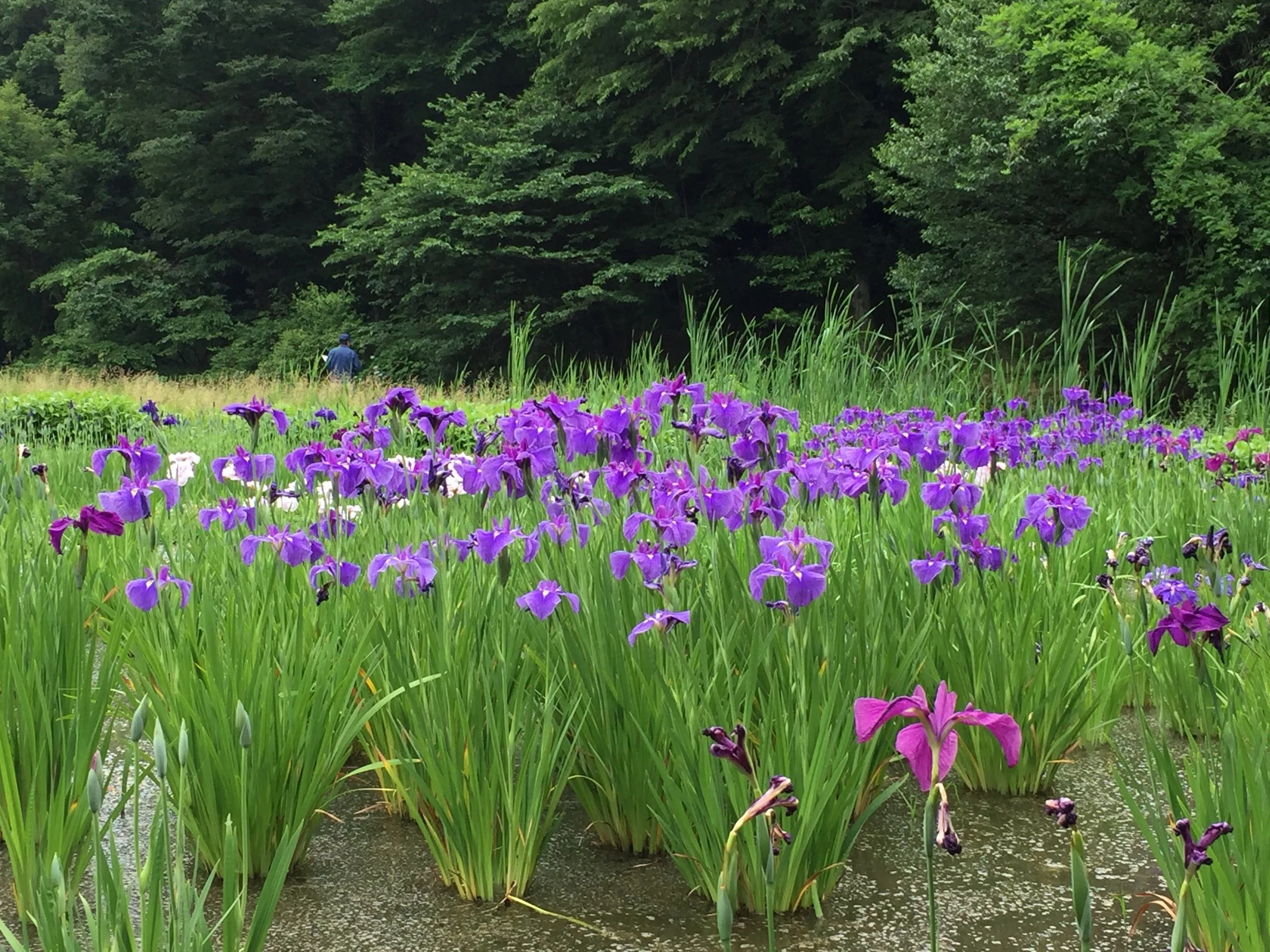 Kakitsubata (カキツバタ), Music, Art and Longing
