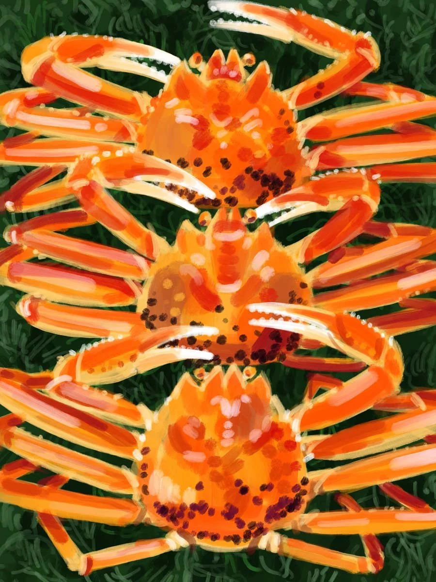 Matsuba
