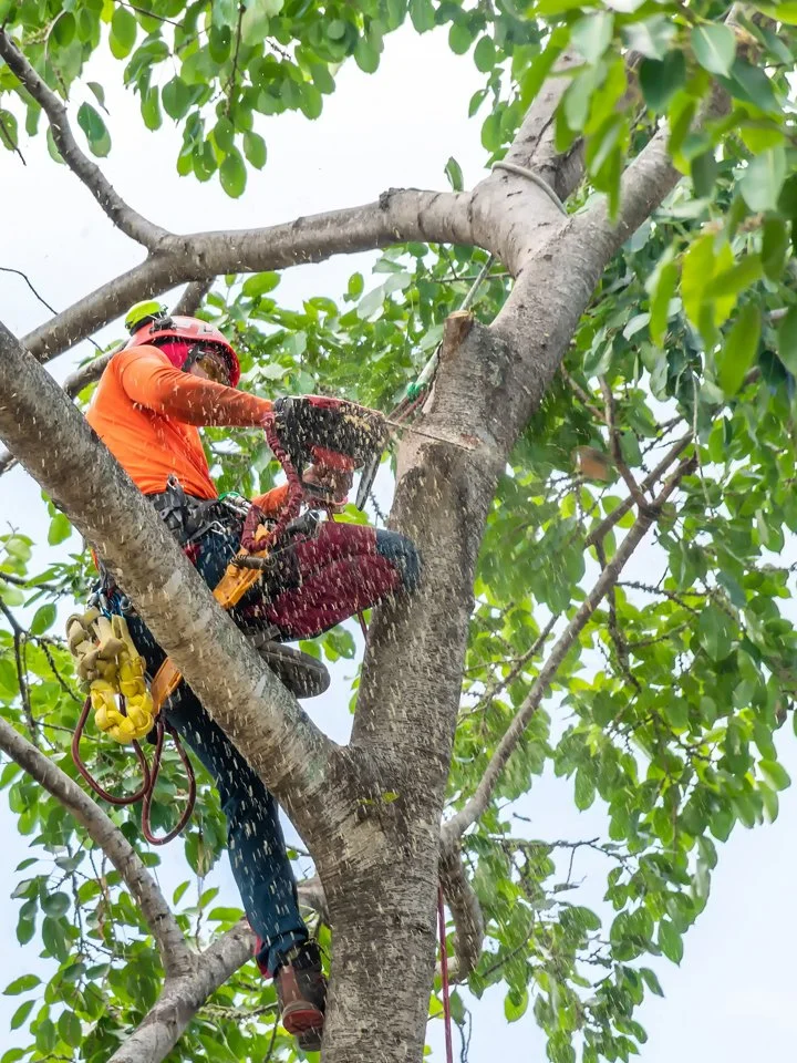 Weight Reduction.jpg