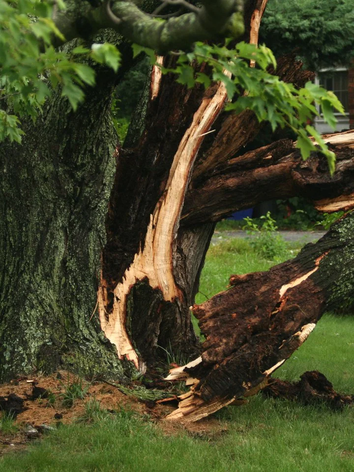 Storm Damage.jpg