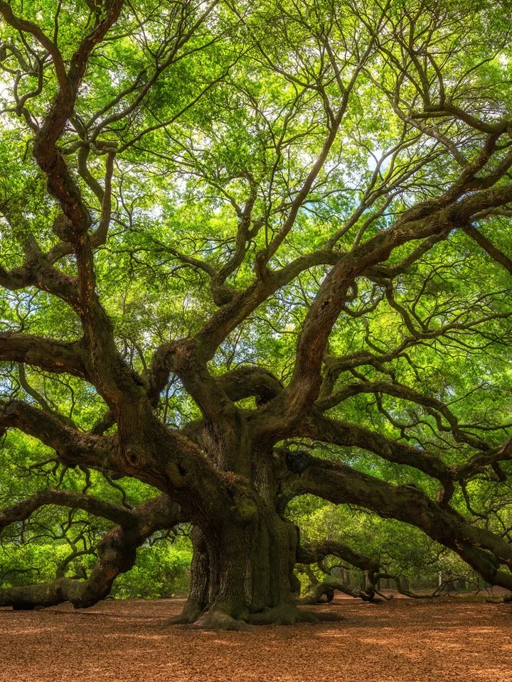 Tree Risk Assessment.jpg