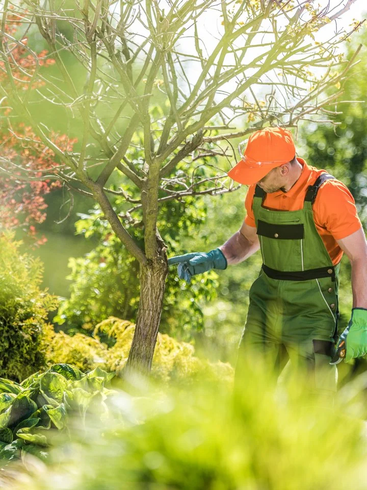 Tree Maintenance and Care.jpg
