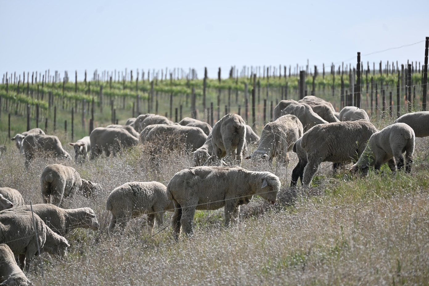 Have you met our Taggart Vineyard sheep? They're awfully cute &mdash; and they love Ca-baa-net. 🐑🐑

#Echolands #WallaWalla #WashingtonWine