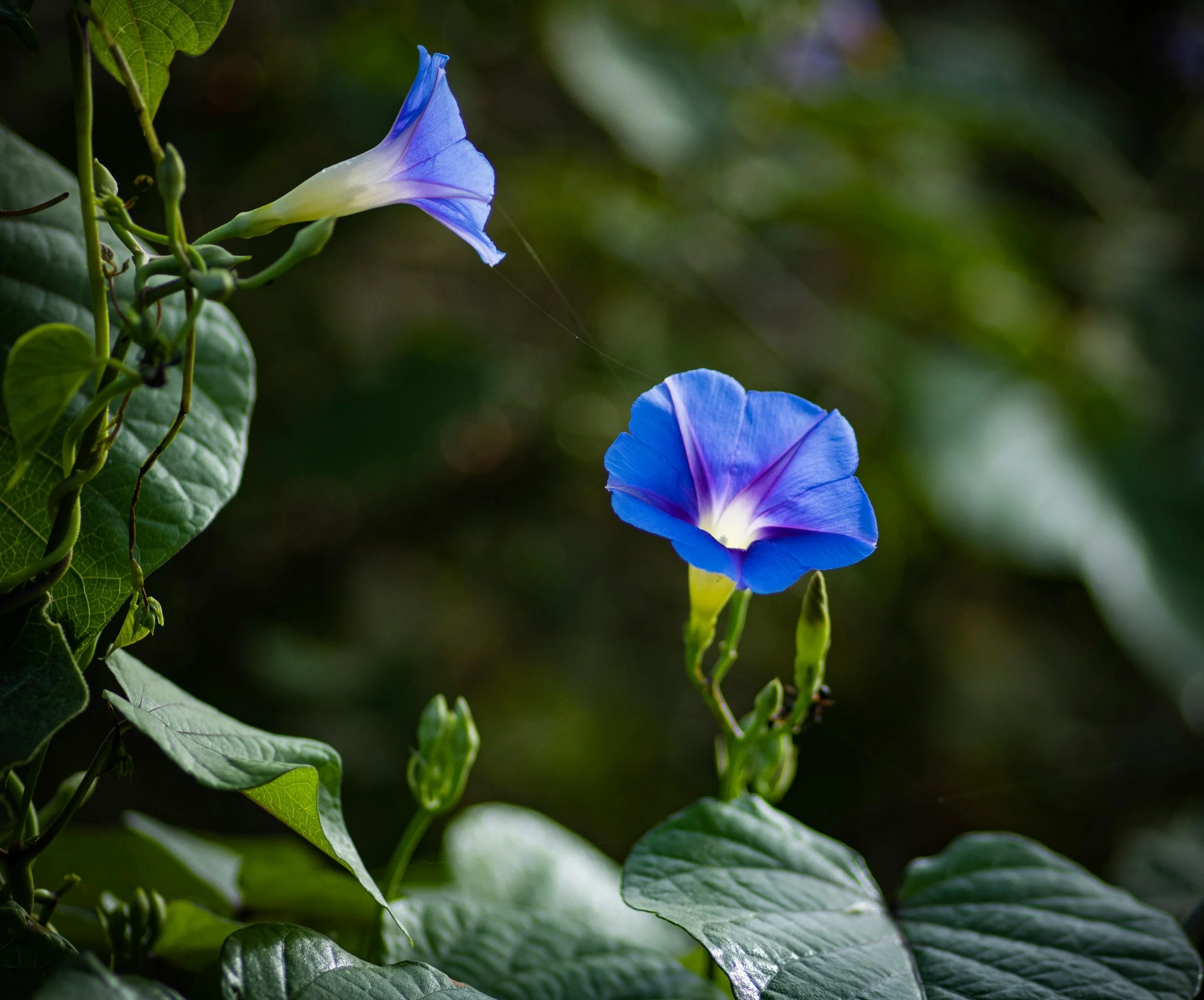 Morning Glory with leaves | Lavender House