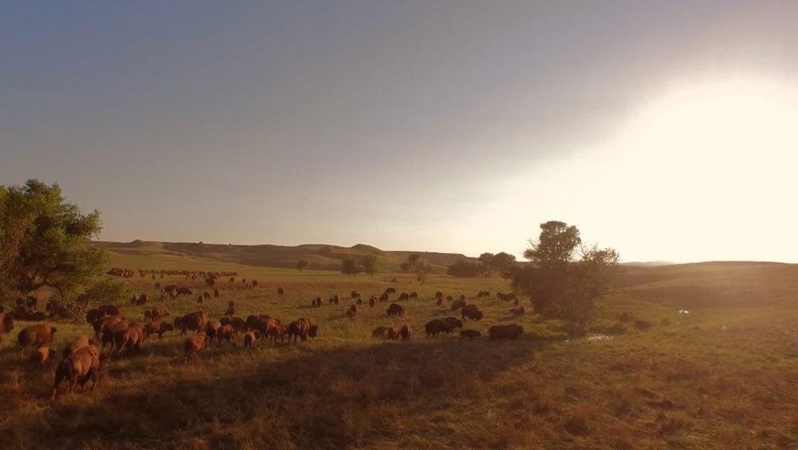 Our first stop on the ranch management weekends is the 777 Bison Ranch in South Dakota, where we will join Mimi Hillenbrand. We will spend the day touring the Ranch, meeting the crew, and finishing with a bison burger lunch and discussion.

@mimihill