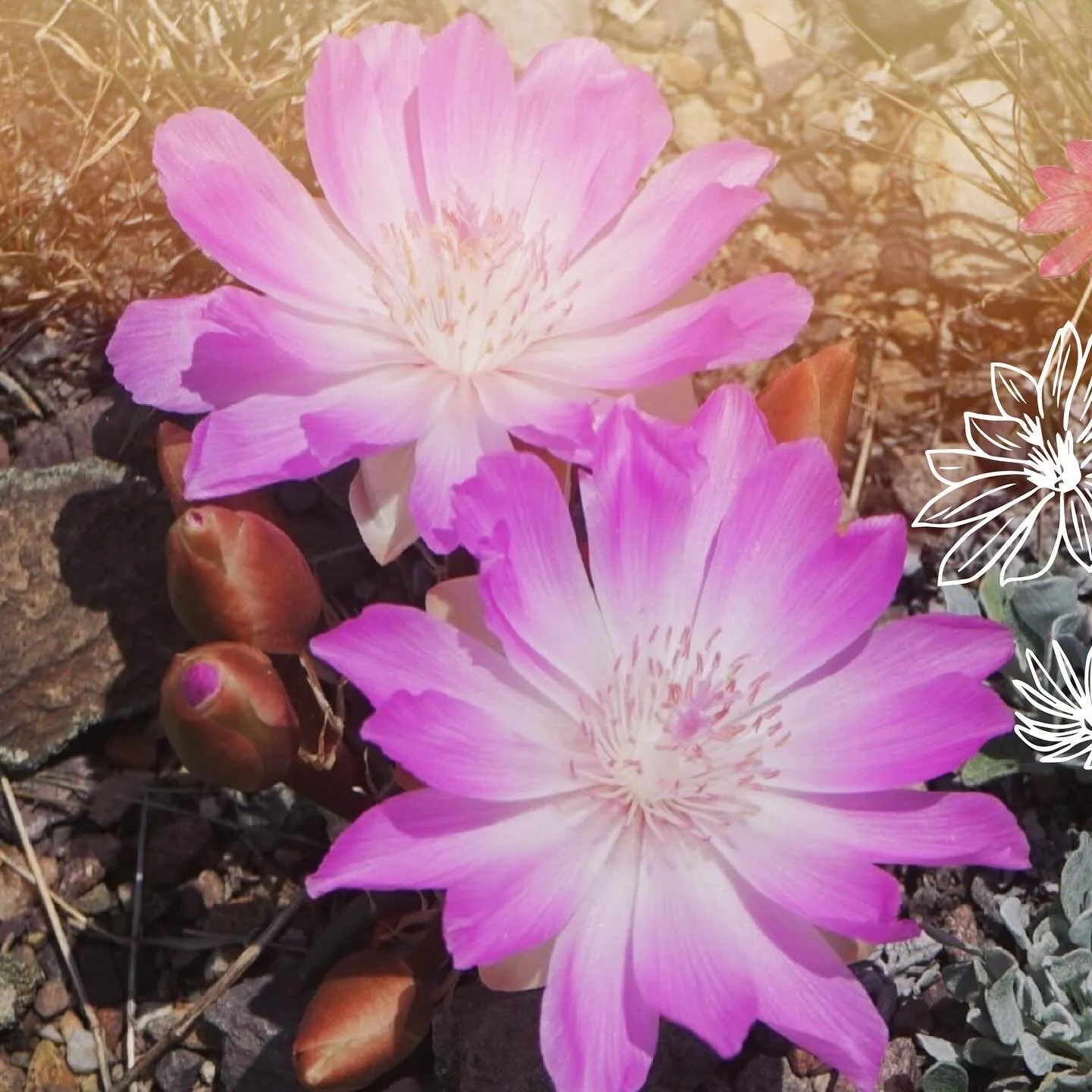 In the Seliš culture, May is the month of the Bitterroot. Montana's state flower has a rich history that dates back centuries. Indigenous Peoples of the Salish, Nez Perce, and Blackfeet cherish these delicate blooms for their beauty and medicinal pr