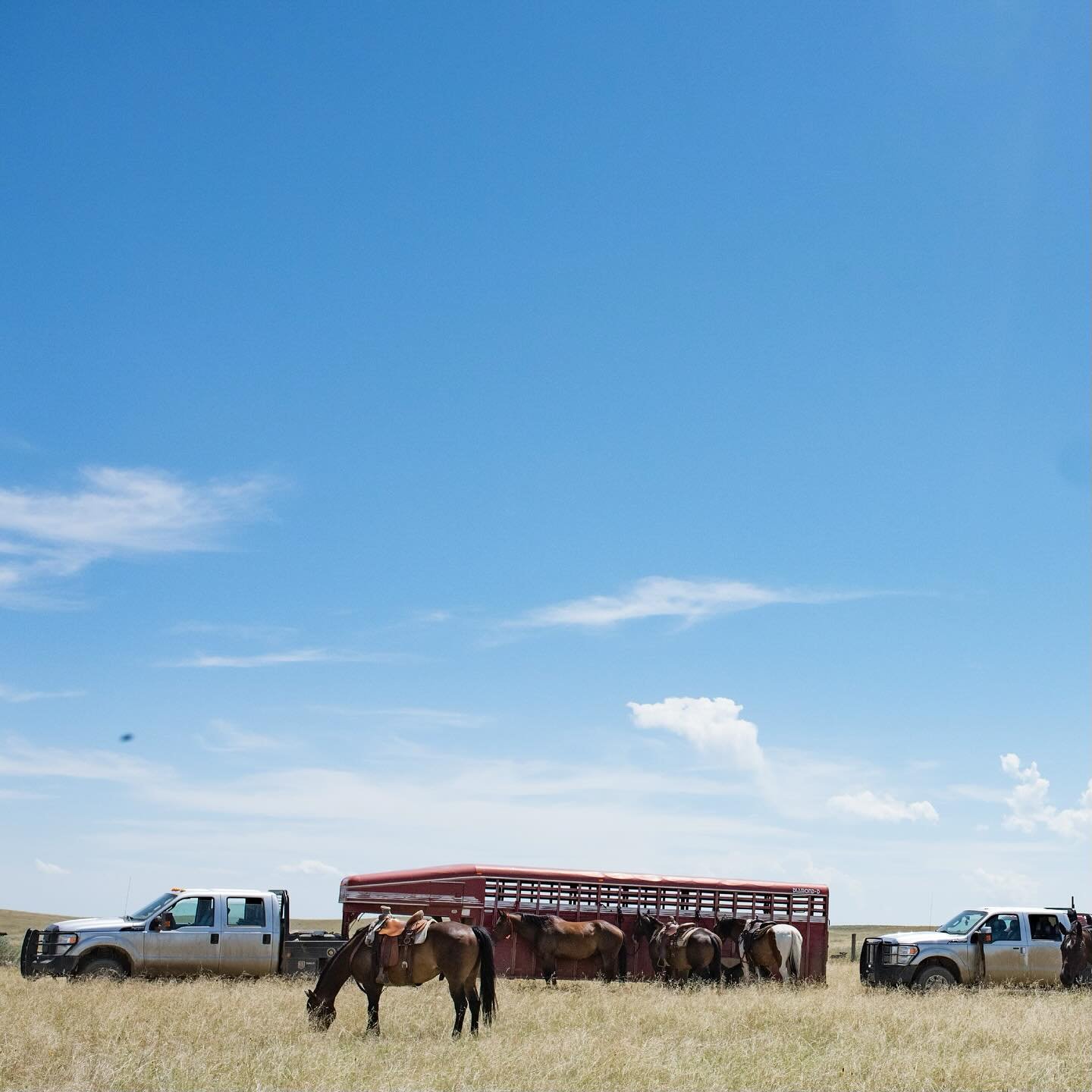 We have a few spots left for our Women&rsquo;s Applied Horsemanship and Stockmanship Workshop. 
This event will be hosted by @thiswidesky and partnering with @ericamannix

When: September 27th and 28th 
Where: Big Timber, Montana

Designed for women 