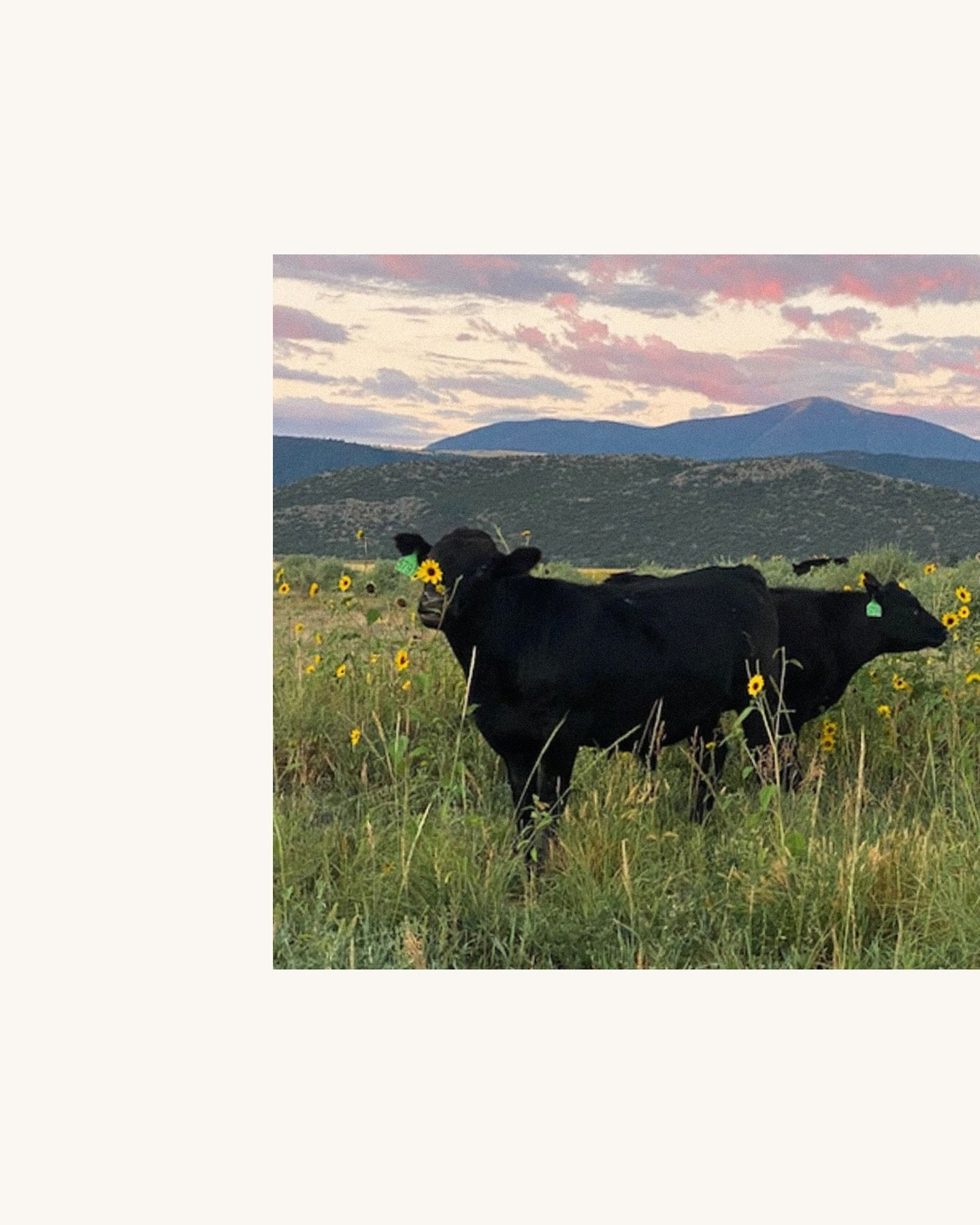 Join us next month for a 1.5-day event in Colorado at @redwingranch, where you&rsquo;ll gain valuable insights from their extensive experience on the land.

You&rsquo;ll learn firsthand about:

🌾 Developing a grazing plan with real numbers

🌾 Ident