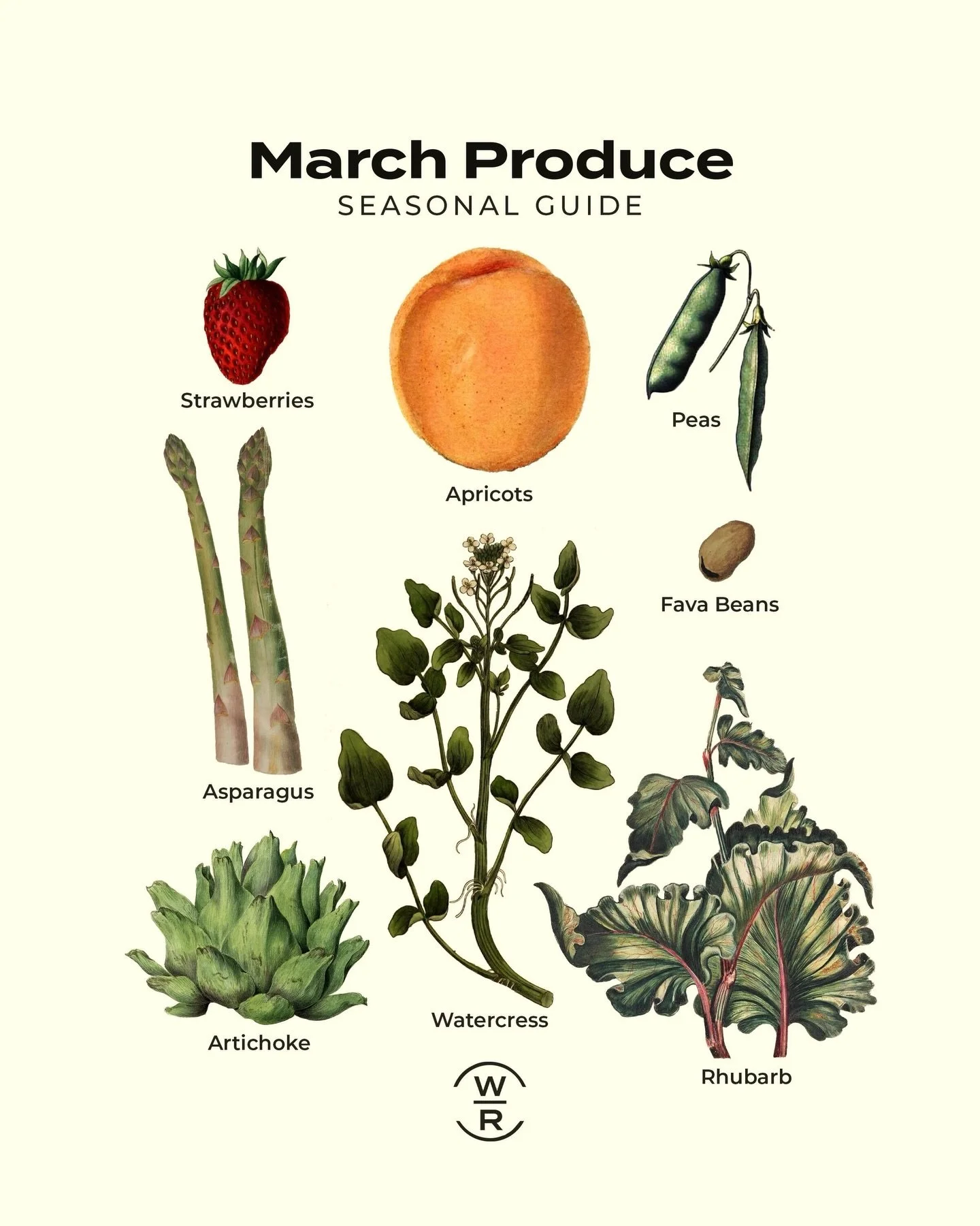 ⭐️ What&rsquo;s in Season in March ⭐️

Spring is stirring &ndash; welcome the first tender shoots, bright greens, and early fruits of the season.

Fruits: last of winter citrus, stored apples and pears, early rhubarb 

Veggies: asparagus, artichokes,