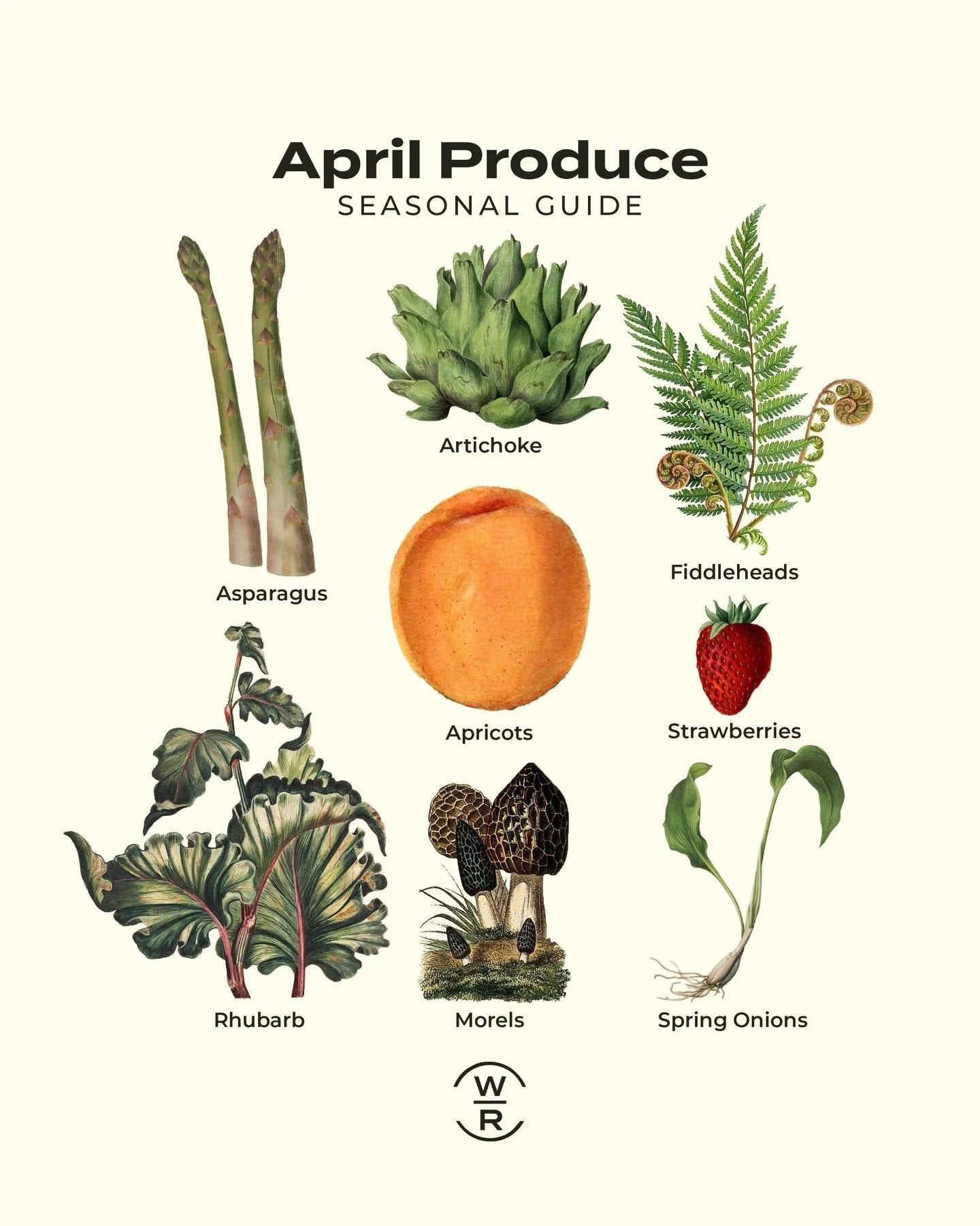 ⭐️ What&rsquo;s in Season in April ⭐️

From forest floors to garden beds just waking up, April&rsquo;s harvest is the season&rsquo;s first real promise: tender, fleeting, and worth celebrating.

Vegetables: Asparagus, artichokes, fiddleheads, rhubarb