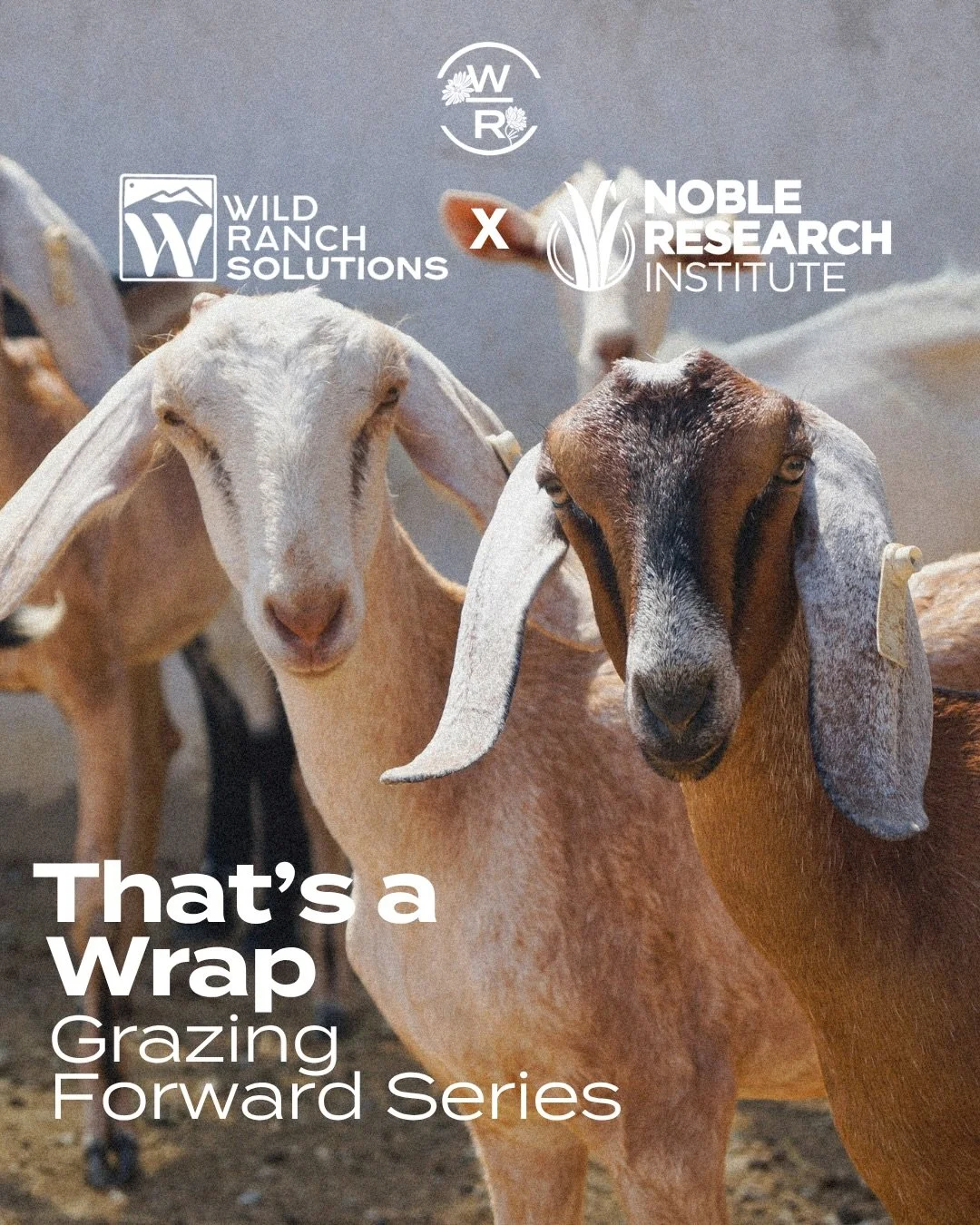 Thanks to our friends at Noble Research Institute and Wild Ranch Solutions for partnering with us for our Spring Virtual Ranch Management series! This series focused on small ruminant grazing with some excellent stories and pictures from Josie Morris