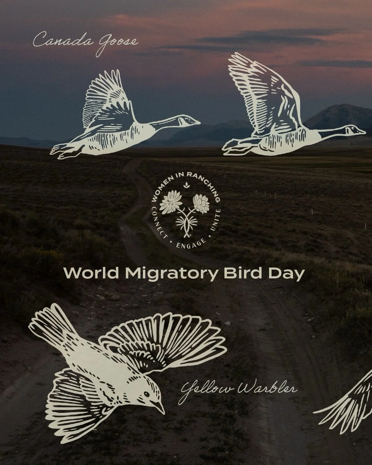 Today is World Migratory Bird Day, every spring and fall, billions of birds move across this continent. A lot of them are counting on working ranchlands to make it. Ranchers and land caretakers are some of the most important bird habitat guardians in