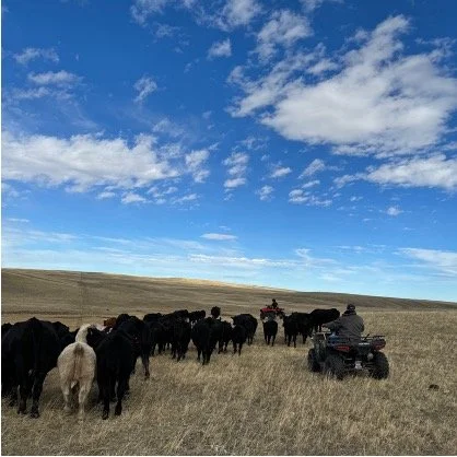 pushing cattle (LW).jpg