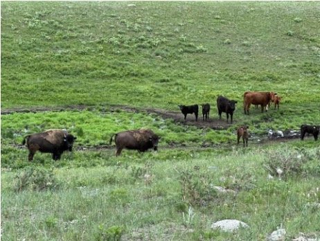 Lea_s partner Terry_s herd with Latrice_s buffalo.jpg