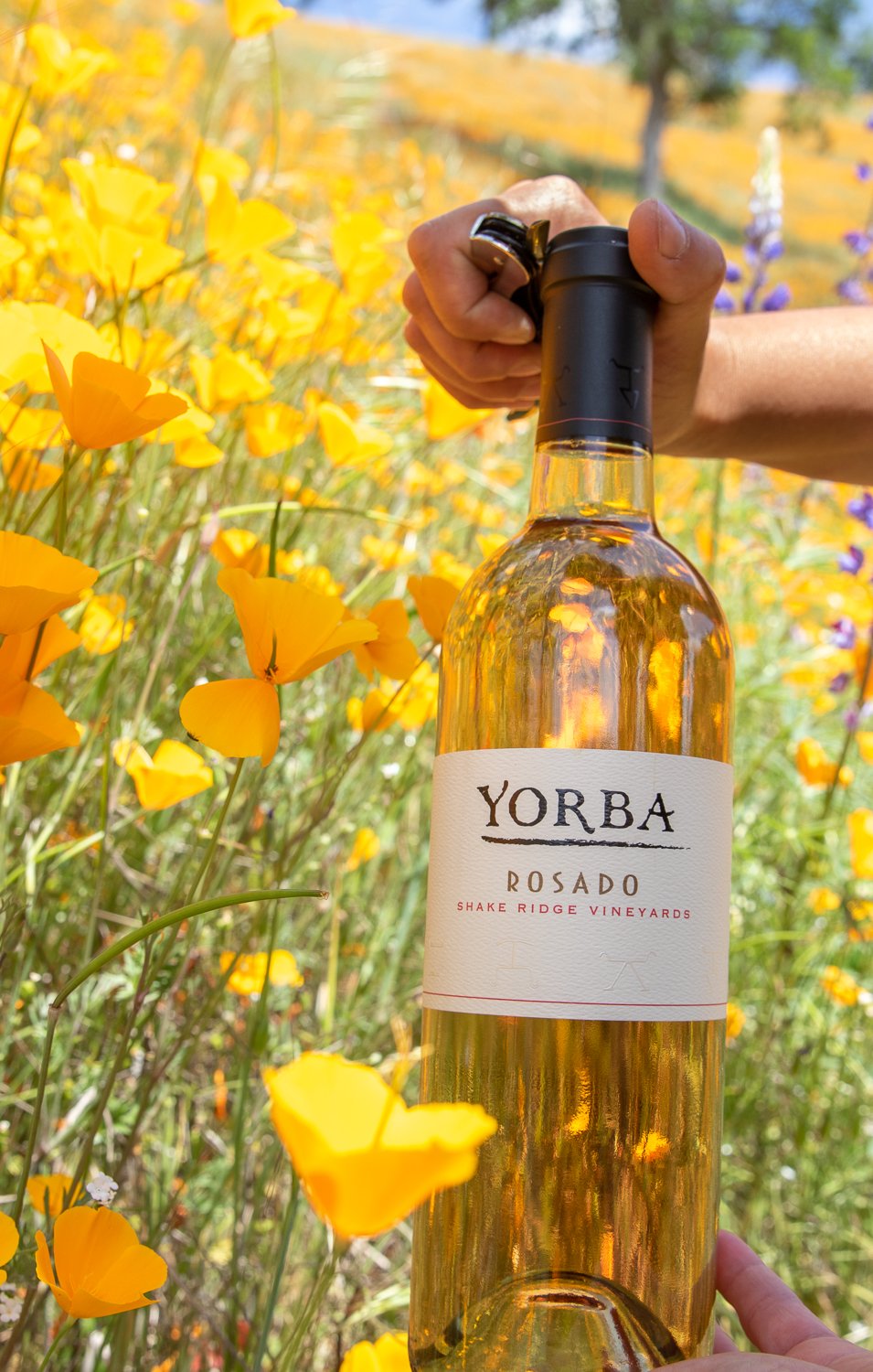 A person holding a YORBA Rosado wine bottle from Shake Ridge Vineyards outdoors among yellow flowers with a vineyard in the background.