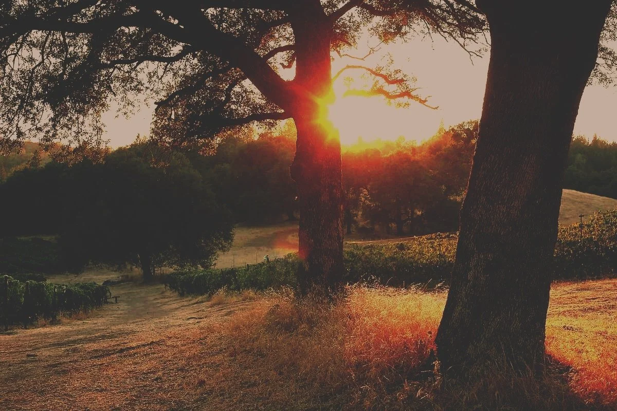 Sunset through trees over a rural landscape with dry grass and rolling hills.