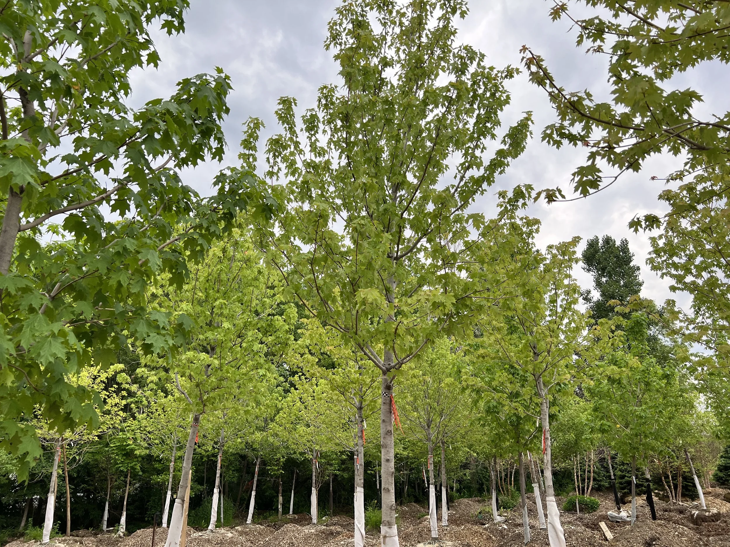 Yard Disposal Service , Trees & Tools