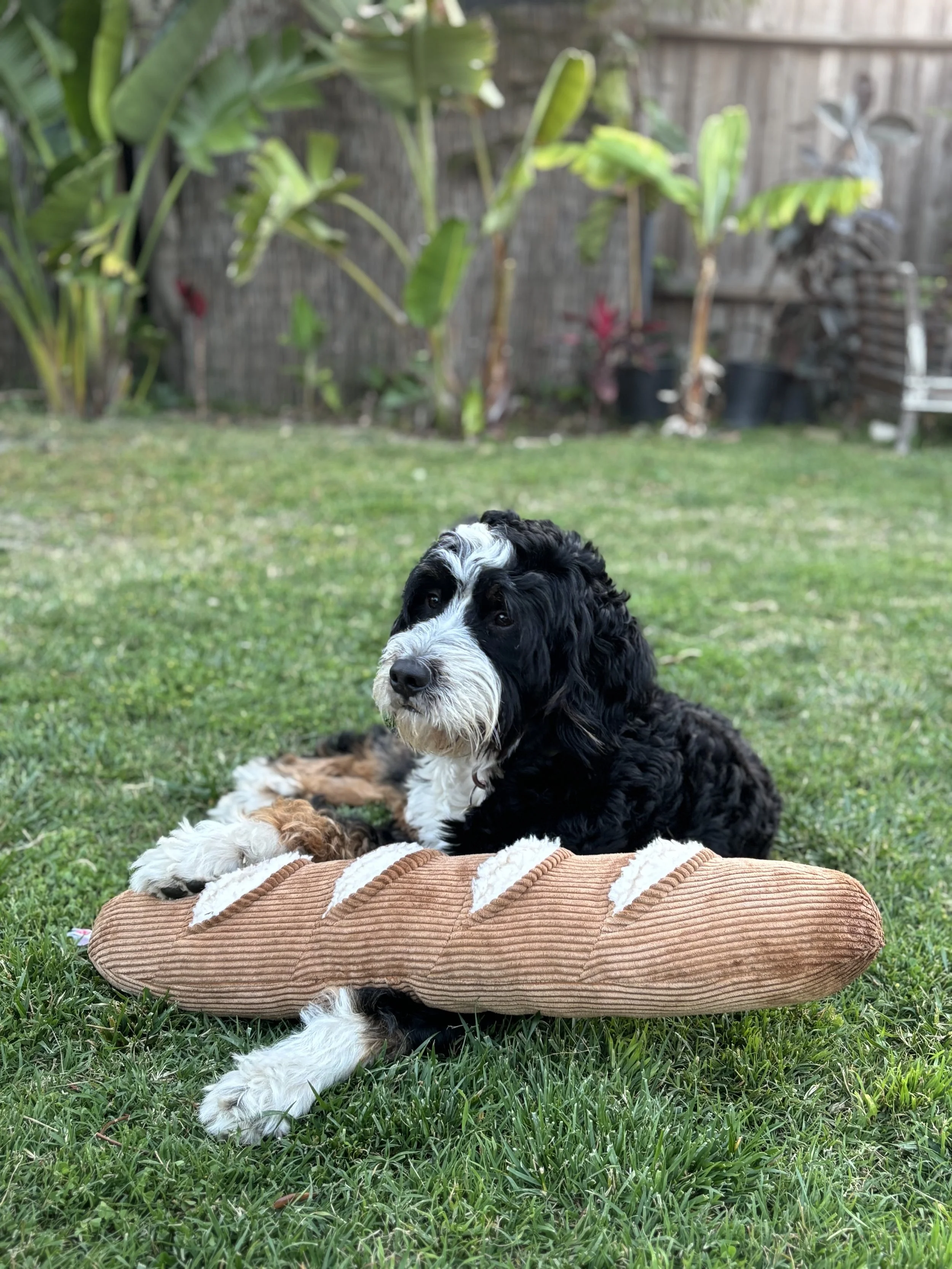 Elvis Pretzel my bernedoodle