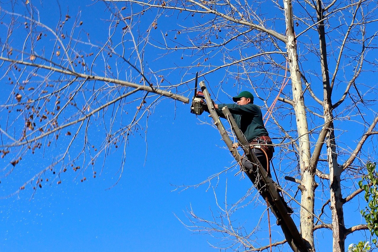 When to Trim Your Trees: A Guide for Homeowners
