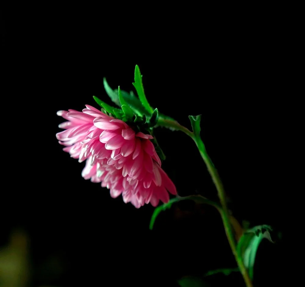 Spoiler Alert: How to Ruin Movies