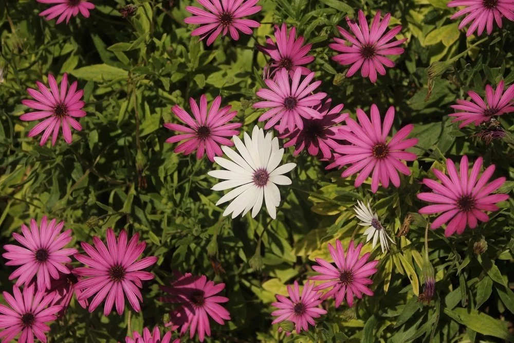 Vague Descriptors: One of These Things is Not Like the Other