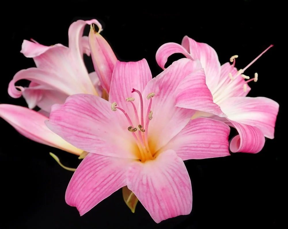 Lessons from a Late Bloomer &amp; Kate Bush Fan