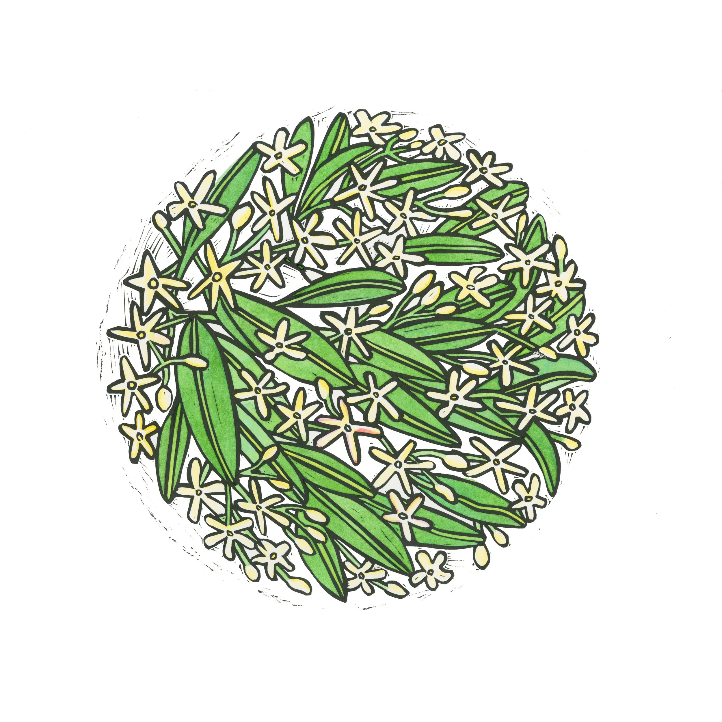 Title: Jasmine  - Lino Print 2016