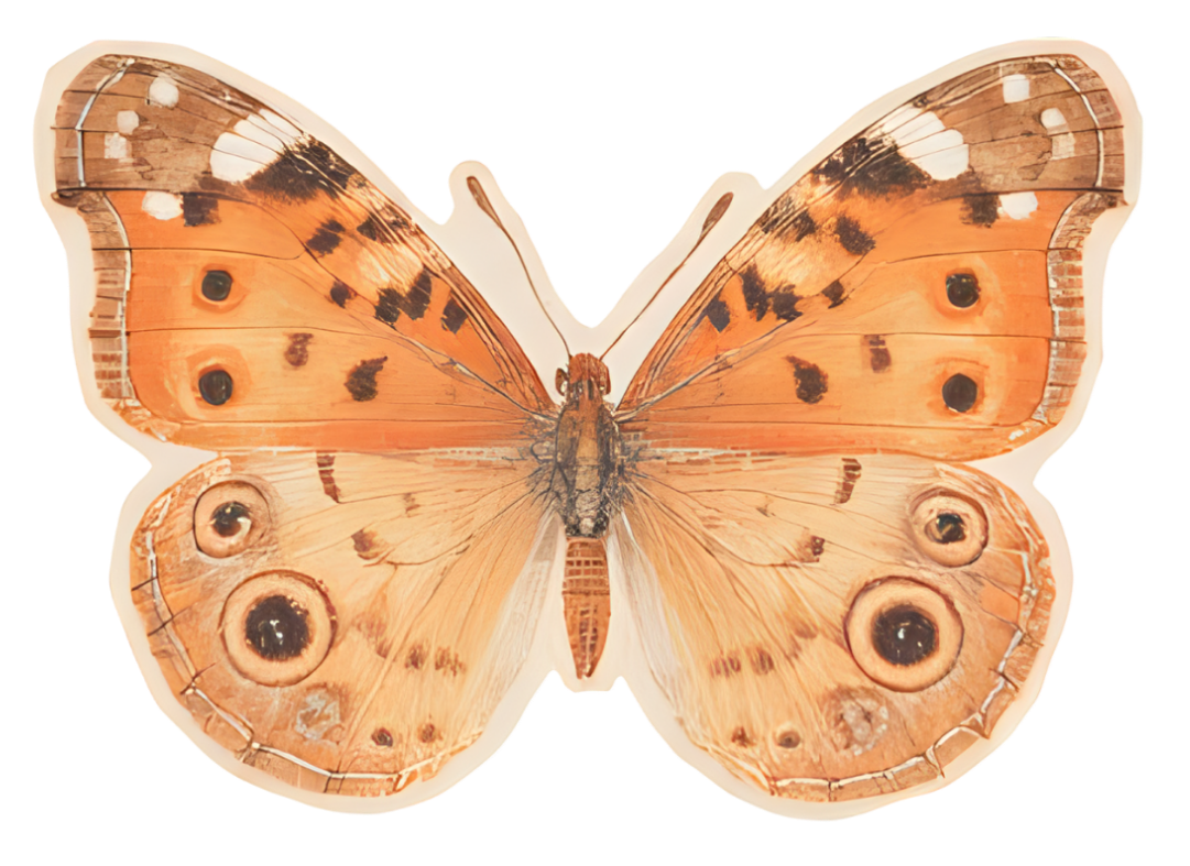 A colorful butterfly with orange and black patterned wings, featuring dot and eye-like markings.