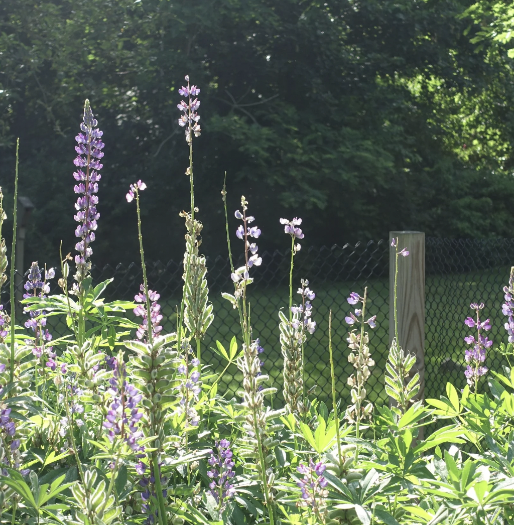 Purple flowering plants, likely lupines, growing along a garden fence with a wooded background in sunlight.