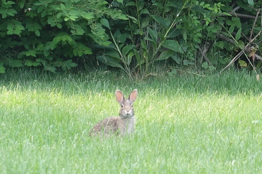 A rabbit sitting in a lush green grassy area with dense foliage and bushes in the background.