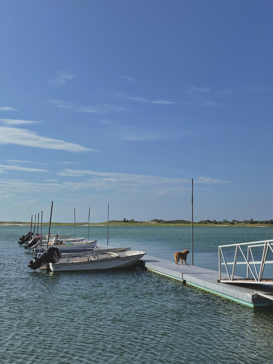 Boats docked at a marina on a calm body of water with a dog standing on the dock and a clear blue sky overhead.
