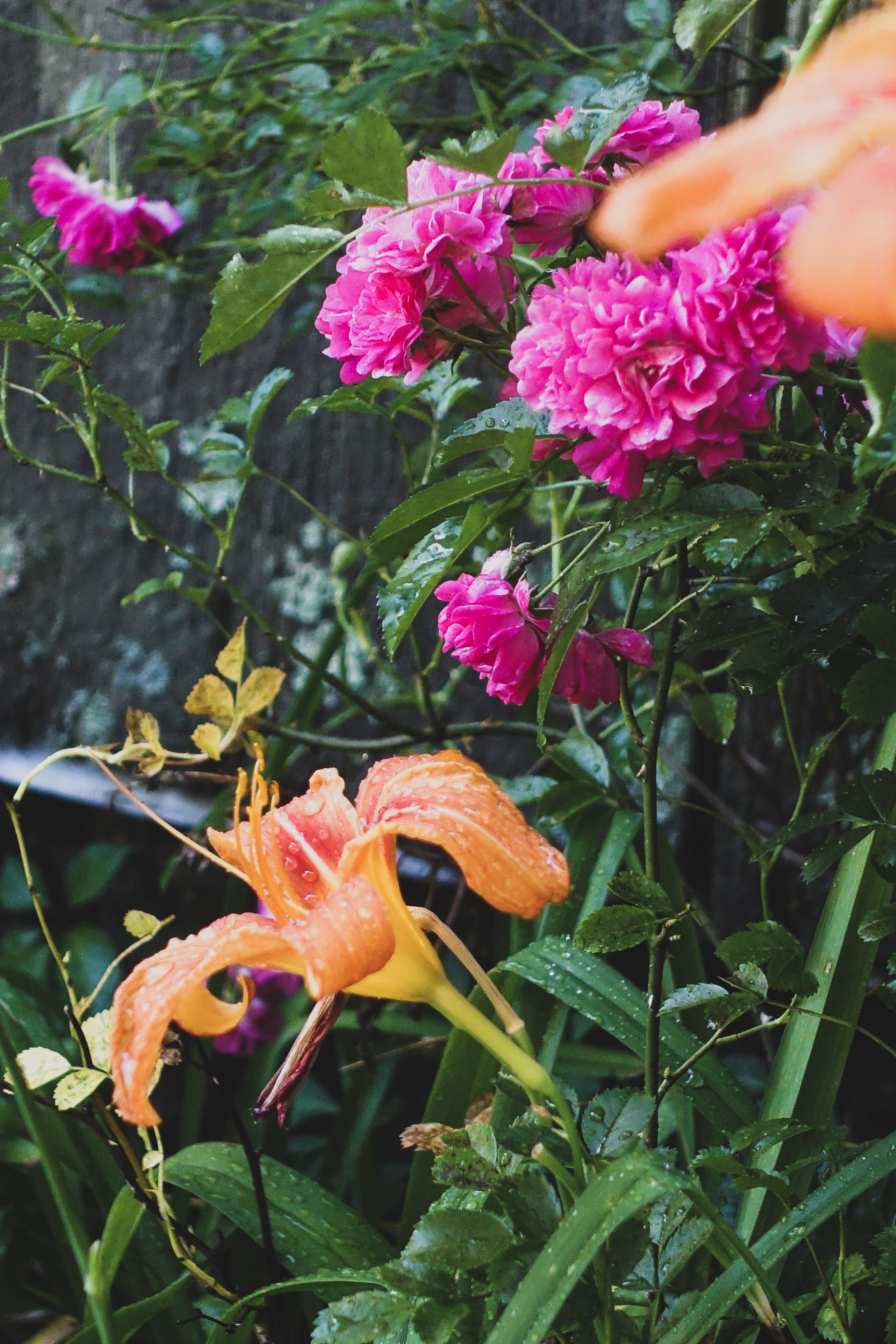 Close-up of a vibrant orange daylily flower with dew droplets, surrounded by green leaves and pink roses with dewdrops, against a dark background.
