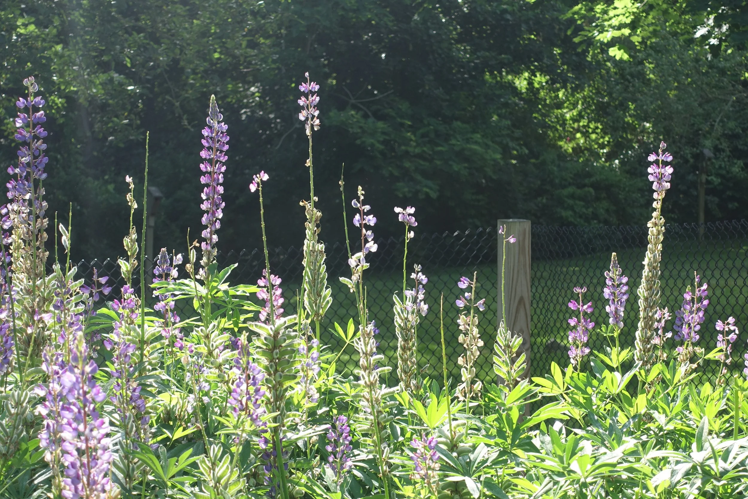 Purple flowering plants in a garden with a shadowed tree line and a black chain-link fence in the background.